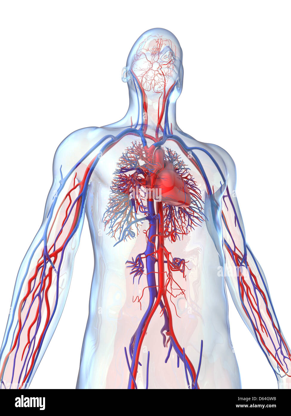 Sistema cardiovascolare, artwork Foto Stock