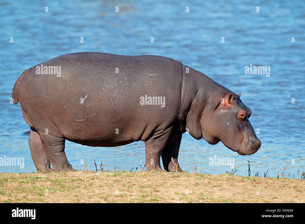 Ippopotamo (Hippopotamus amphibius), Sud Africa Foto Stock