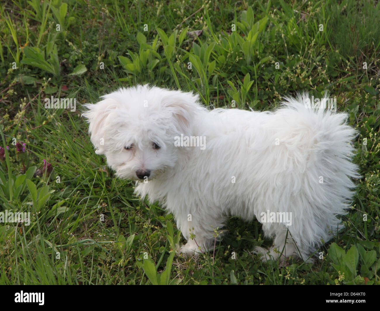 Un giocoso cucciolo di Bichon Frise, una piccola e soffice razza di cani conosciuta per la sua personalità amichevole e il cappotto ipoallergenico. Il cucciolo è mostrato in una posa carina, pieno di energia. Foto Stock