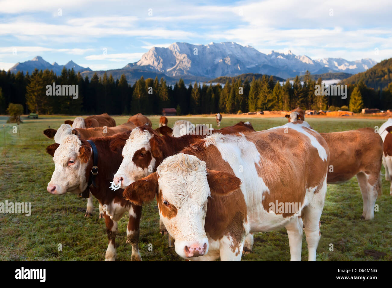 Vacche da latte nelle Alpi Bavaresi Foto Stock