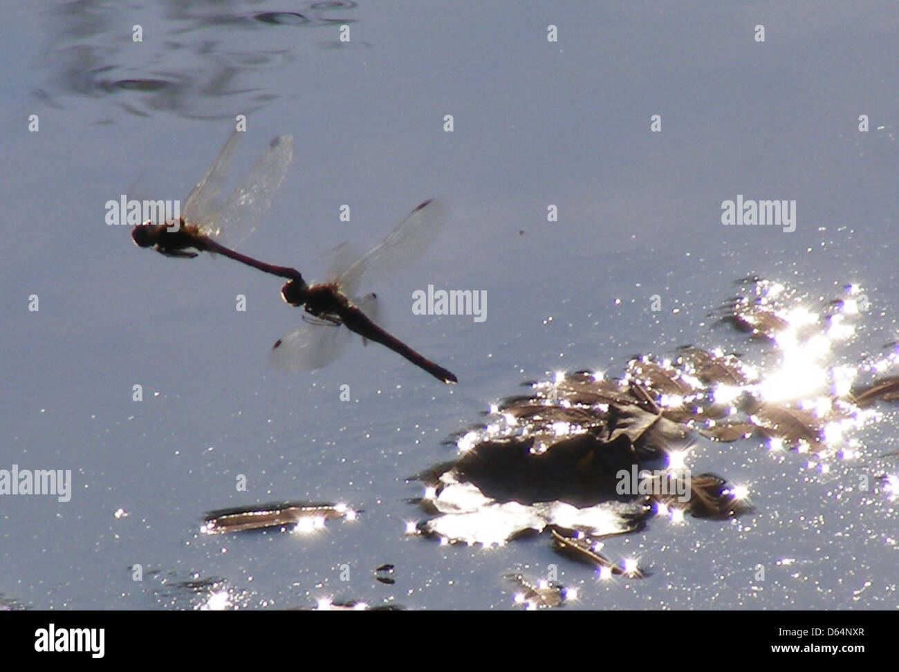 Two-Dragonflies-coniugata in volo  2208 Foto Stock