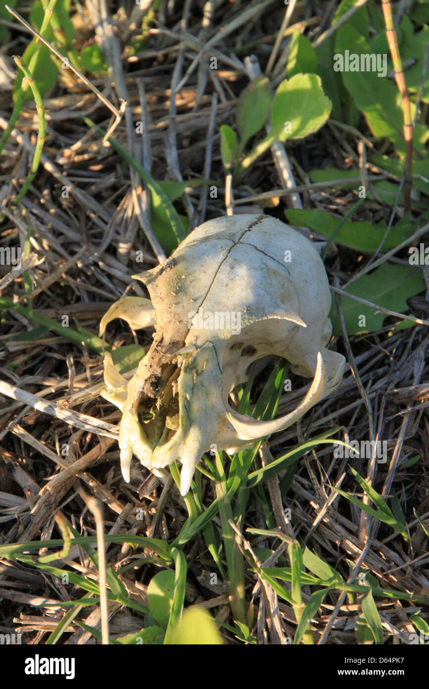 Questa immagine mostra un cranio di gatto domestico, una rappresentazione dettagliata della struttura scheletrica felina. Il cranio fornisce informazioni dettagliate sull'anatomia dei gatti. Foto Stock
