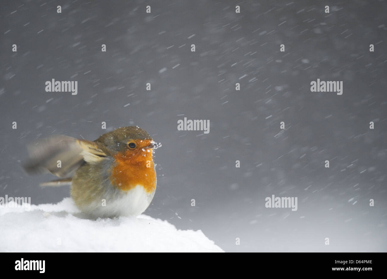 Robin, Erithacus rubecula, seduta su una coperta di neve rock ed sbattere le ali in una tempesta di neve. Contea di Durham, Inghilterra, Regno Unito. Foto Stock Robin, Erithacus rubecula, seduta su una coperta di neve rock ed sbattere le ali in una tempesta di neve. Contea di Durham, Inghilterra, Regno Unito. Foto Stock