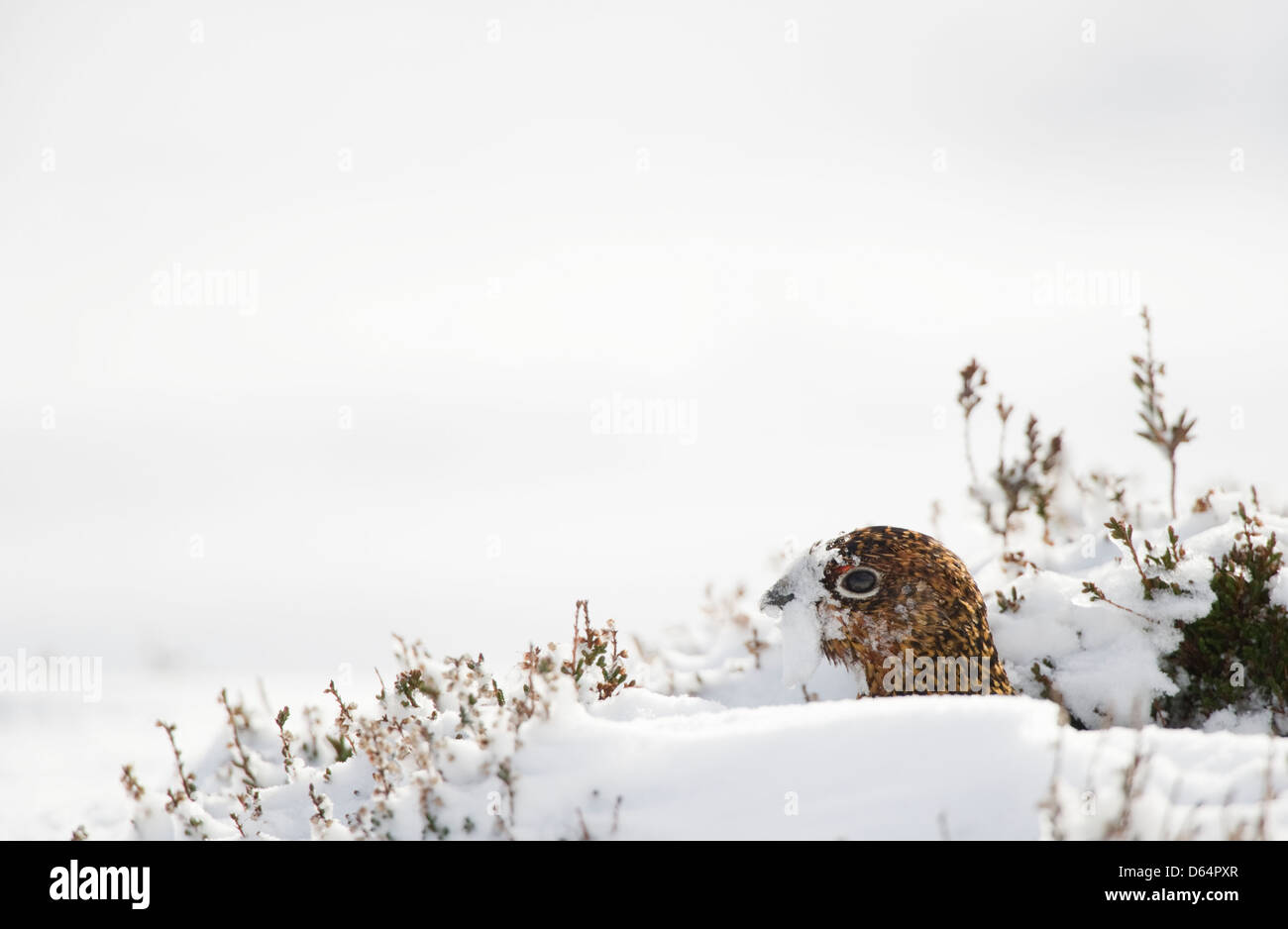 Red Grouse, Lagopus lagopus scoticus, femmina emergenti da un foro di neve come il sole viene fuori. Contea di Durham, Inghilterra, Regno Unito. Foto Stock