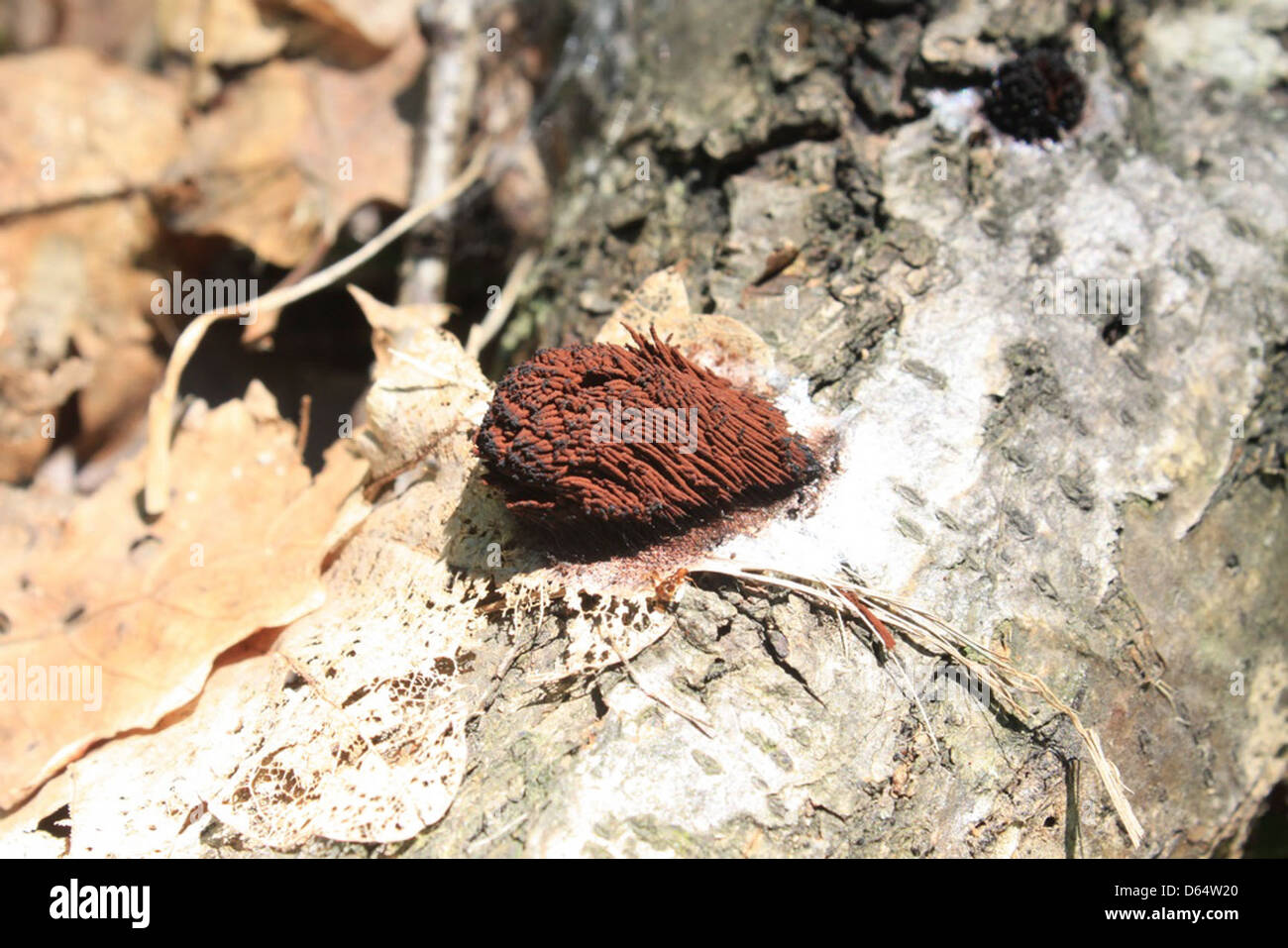 Il cioccolato-tubo-slime Stemonitis-brwon-fungo  3176IMG 1066 Foto Stock