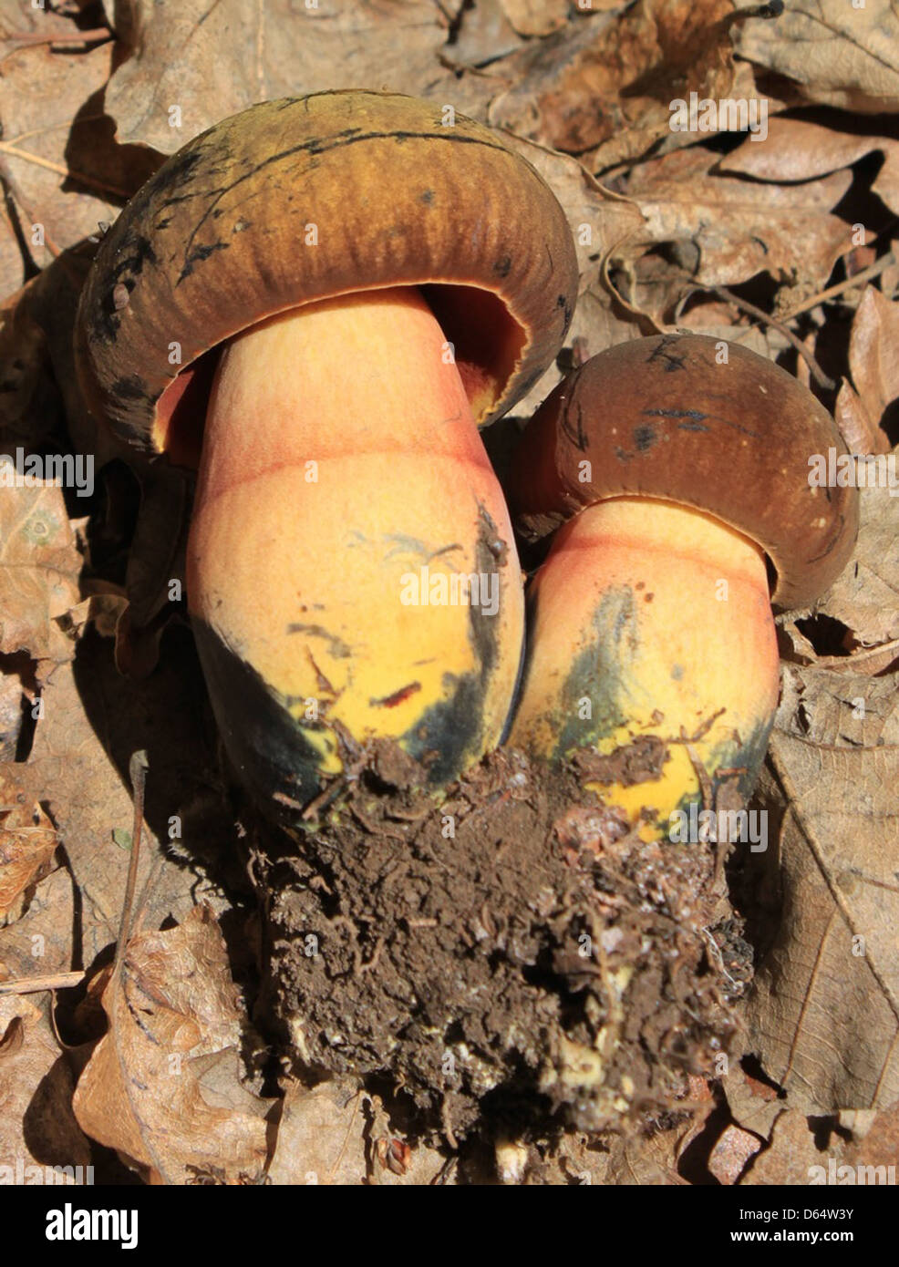 Un'immagine ravvicinata del fungo Boletus luridiformis, noto per le sue proprietà tossiche. Questa specie appartiene alla famiglia delle Boletaceae ed è importante da identificare per motivi di sicurezza. Foto Stock
