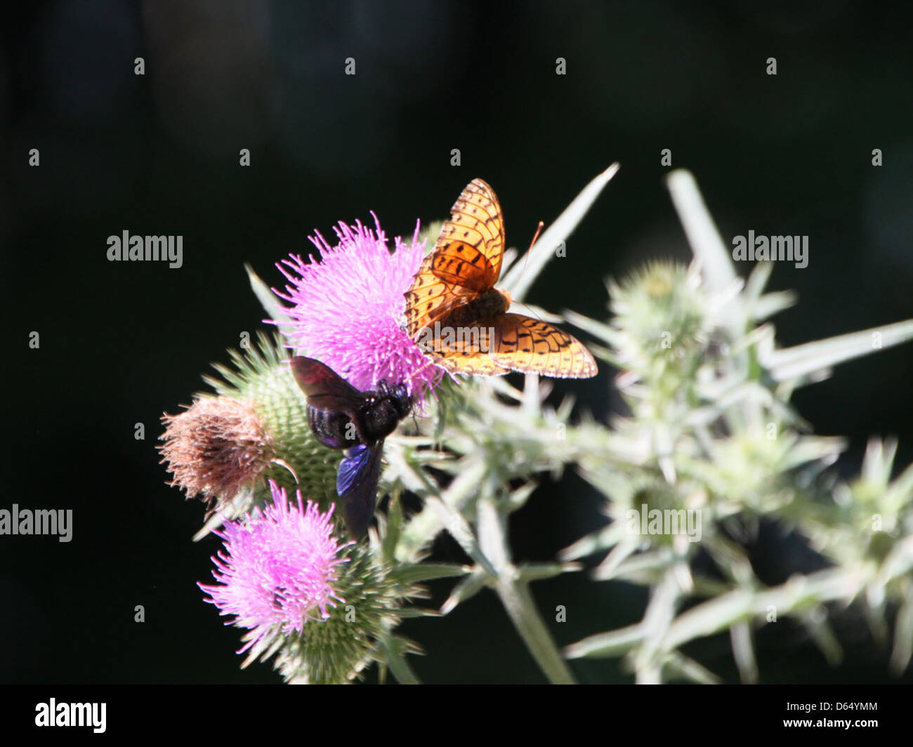 Questa immagine mostra insetti e farfalle raccolti su fiori di cardo in fiore, catturando una scena vibrante del processo di impollinazione della natura. Foto Stock