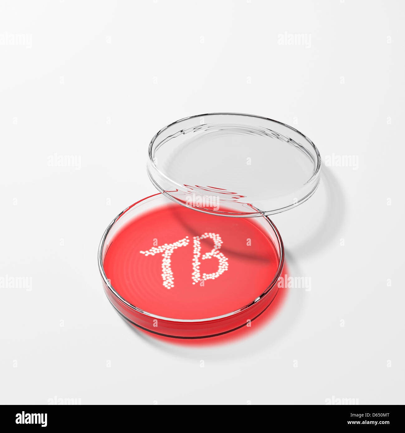 I batteri responsabili della tubercolosi in una capsula di petri Foto Stock