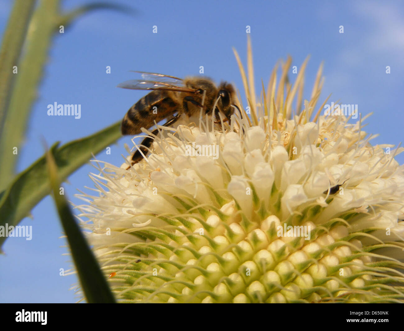Uno shot ravvicinato di un'ape di miele che raccoglie il nettare dalla testa di un sellino da tè a foglia di taglio. L'immagine cattura gli intricati dettagli dell'ape e la struttura spinosa della pianta, illustrando l'interazione tra impollinatore e pianta in un ambiente naturale. Foto Stock Uno shot ravvicinato di un'ape di miele che raccoglie il nettare dalla testa di un sellino da tè a foglia di taglio. L'immagine cattura gli intricati dettagli dell'ape e la struttura spinosa della pianta, illustrando l'interazione tra impollinatore e pianta in un ambiente naturale. Foto Stock