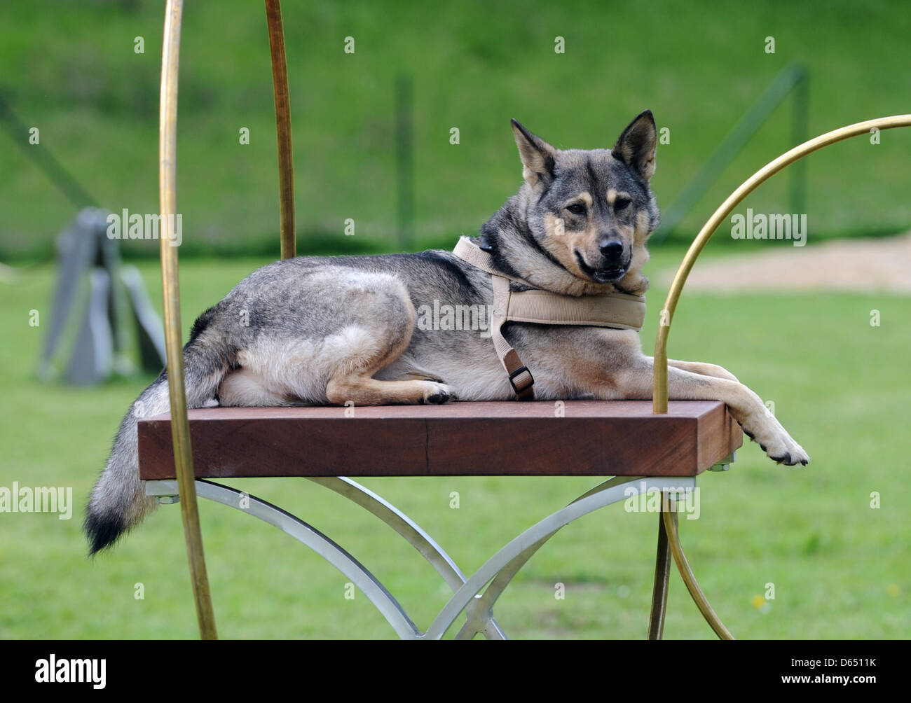 I cani godono l'installazione 'Dog Esegui' per artista Brian Jungen davanti alla documenta (13) a Kassel in Germania, 08 giugno 2012. Xiii documenta arte globale mostra solo avviene ogni fgive anni; questo anno la quota prende il via il 09 giugno 2012. Foto: BORIS ROESSLER Foto Stock