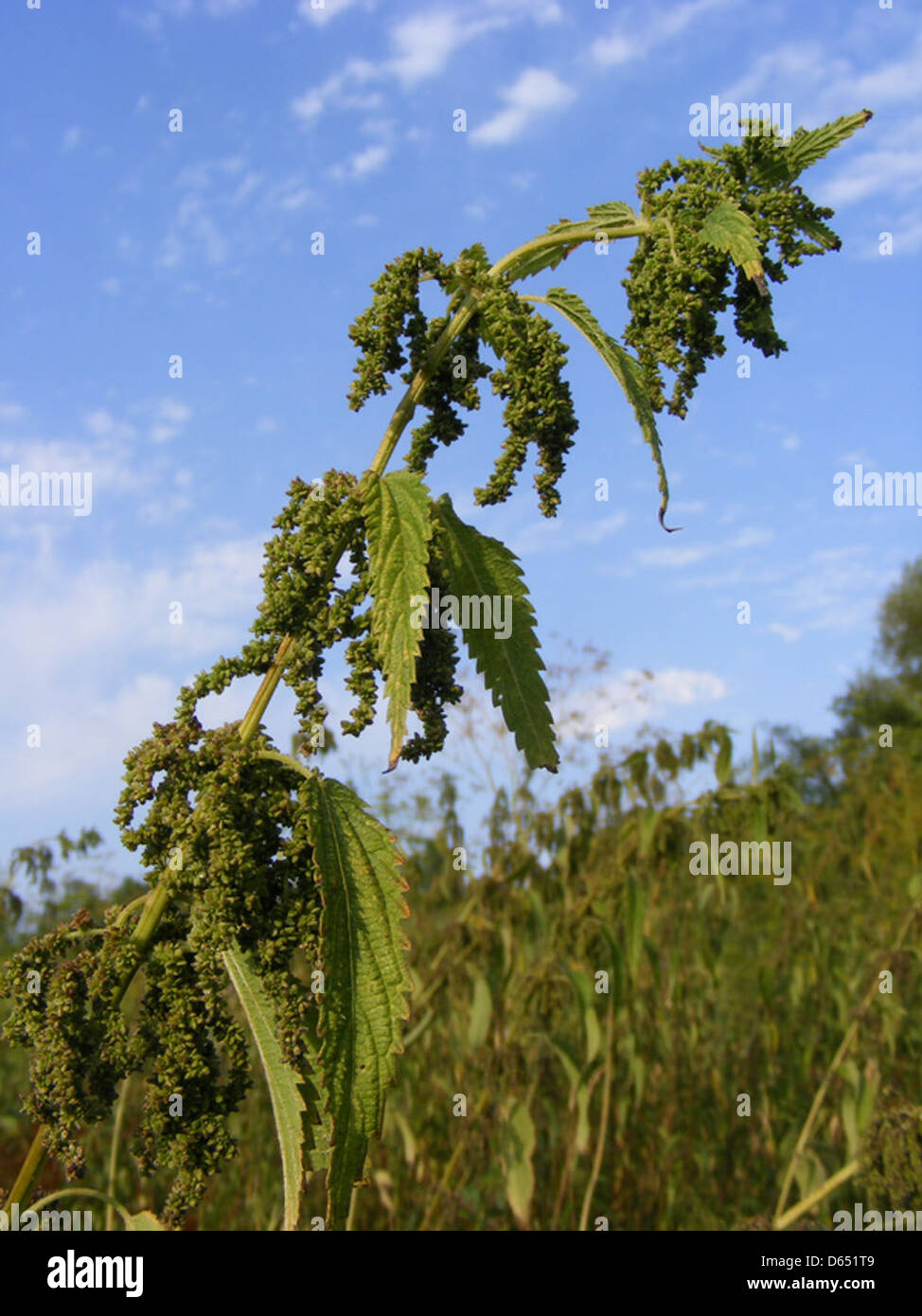 Un'immagine ravvicinata di ortiche verdi con semi maturi. La foto evidenzia la fase riproduttiva della pianta, con semi maturi visibili sui gambi di ortica. Foto Stock