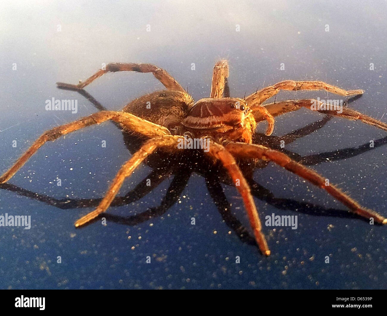 L'immagine mostra il Big Spider Galaxy (NGC 253) catturato dal telescopio S2 nel 2012. La galassia, di tipo a spirale, si trova nella costellazione di Scultore e dista circa 11,4 milioni di anni luce dalla Terra. La sua luminosa sporgenza centrale e i suoi ampi bracci a spirale sono visibili nell'immagine, rivelando le sue regioni attive di formazione stellare. Foto Stock