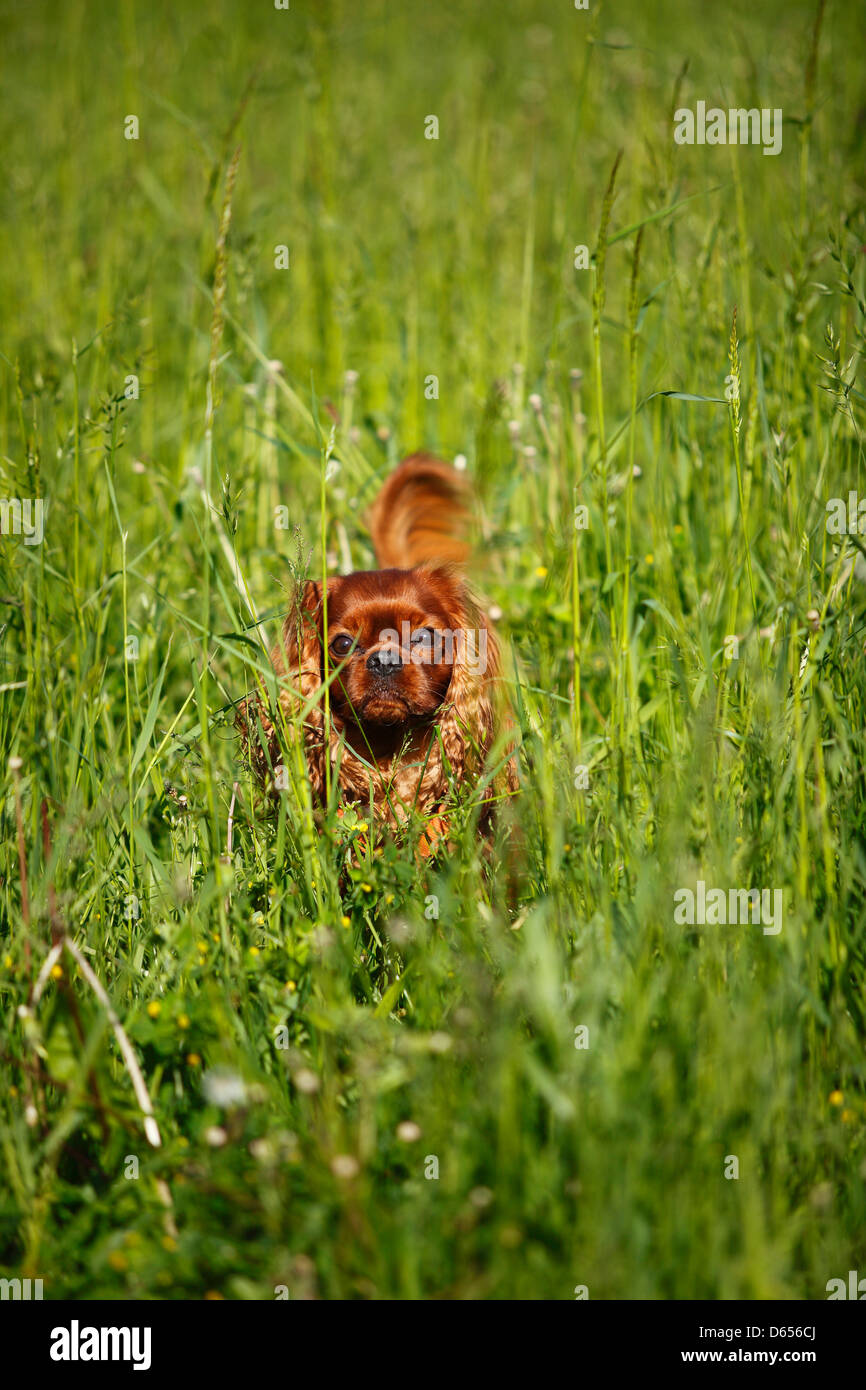 Cavalier King Charles Spaniel, maschio, rubino, nell'erba alta Foto Stock