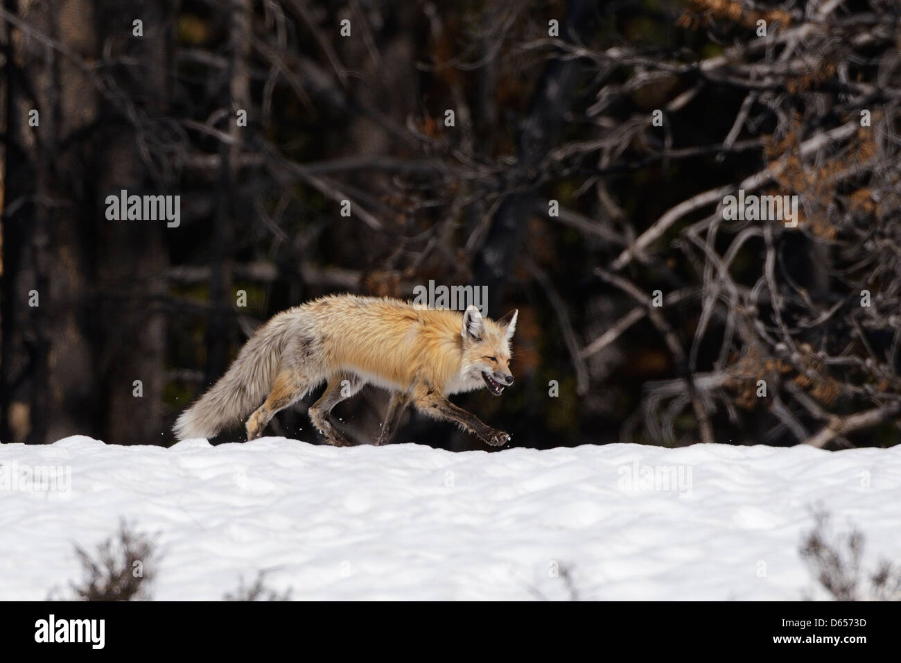 Red Fox (Vulpes vulpes vulpes) il Parco Nazionale di Yellowstone, Wyoming negli Stati Uniti. Giugno 2011. Foto Stock