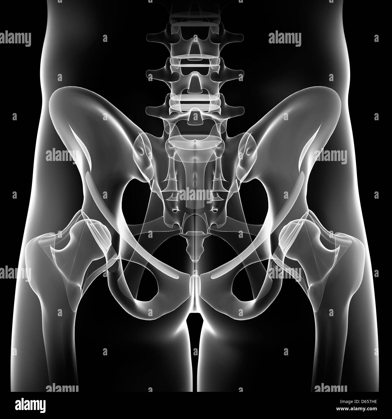 Anatomia pelvi, artwork Foto Stock