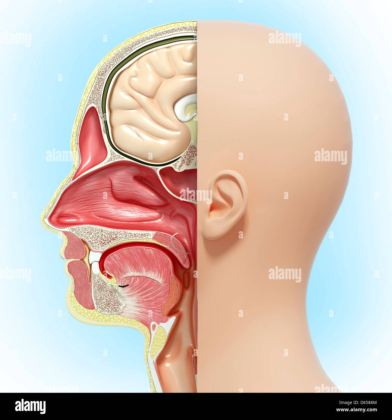 Anatomia di testa, artwork Foto Stock
