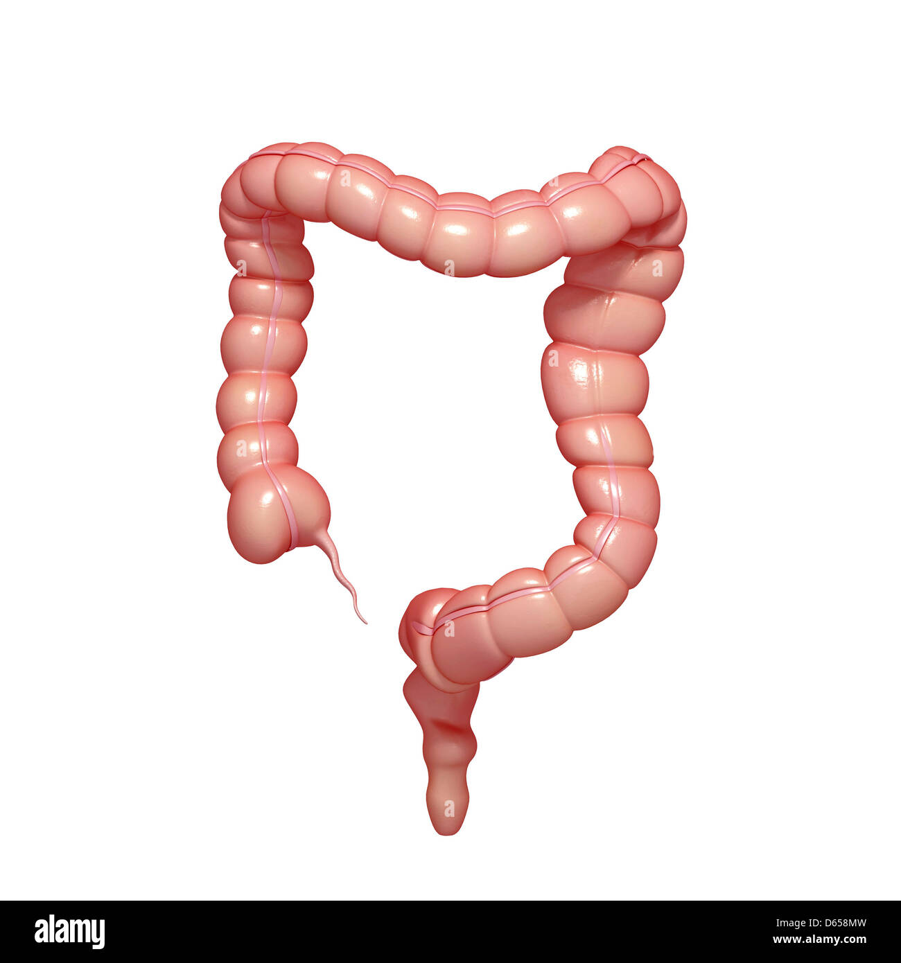 Grandi intestini, artwork Foto Stock