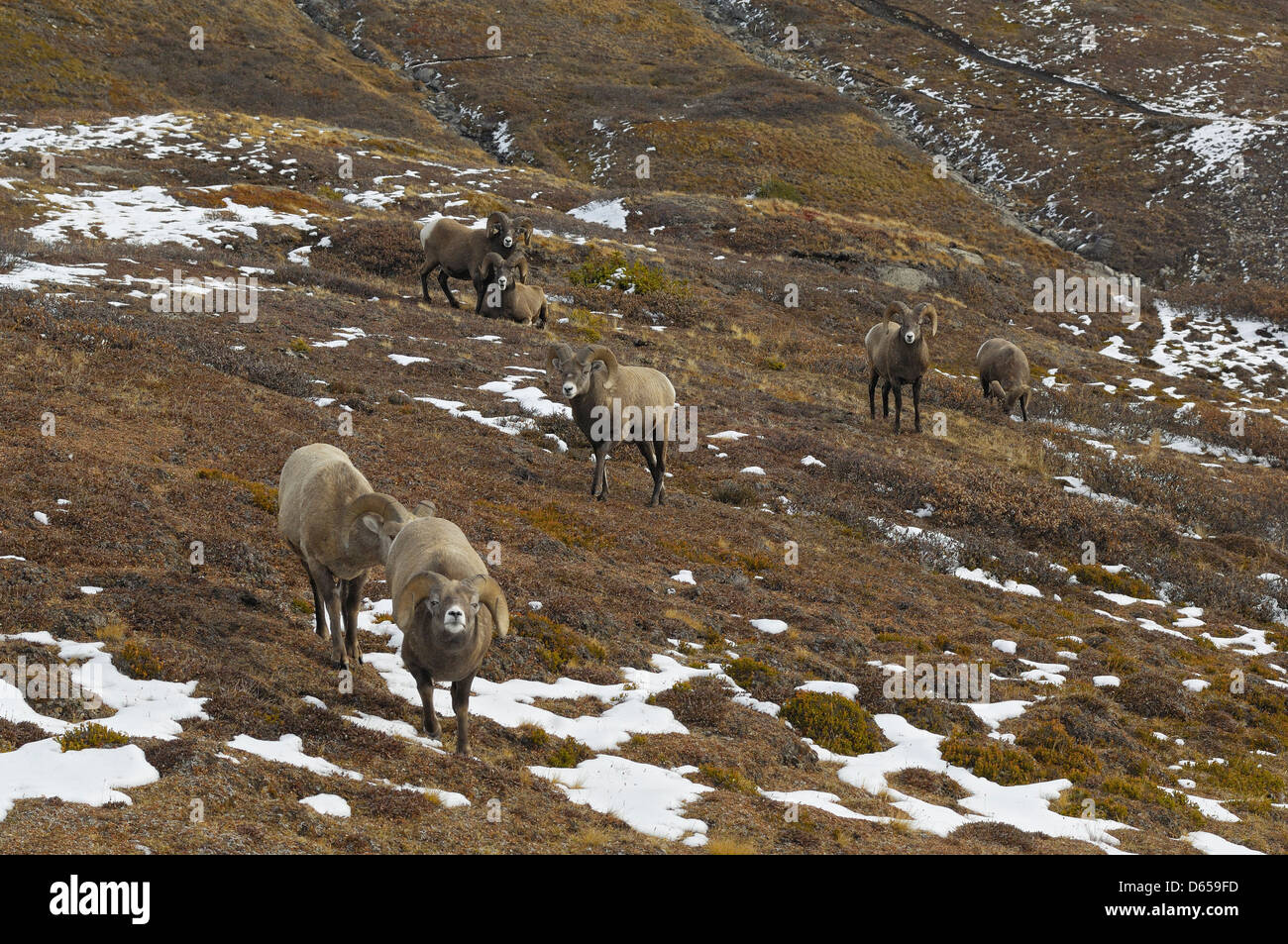 Coppia Bighorn Rams (Ovis canadensis) su di un crinale in un alto passo di montagna nel Parco Nazionale di Jasper, Alberta, Canada. Ottobre 2005. Foto Stock