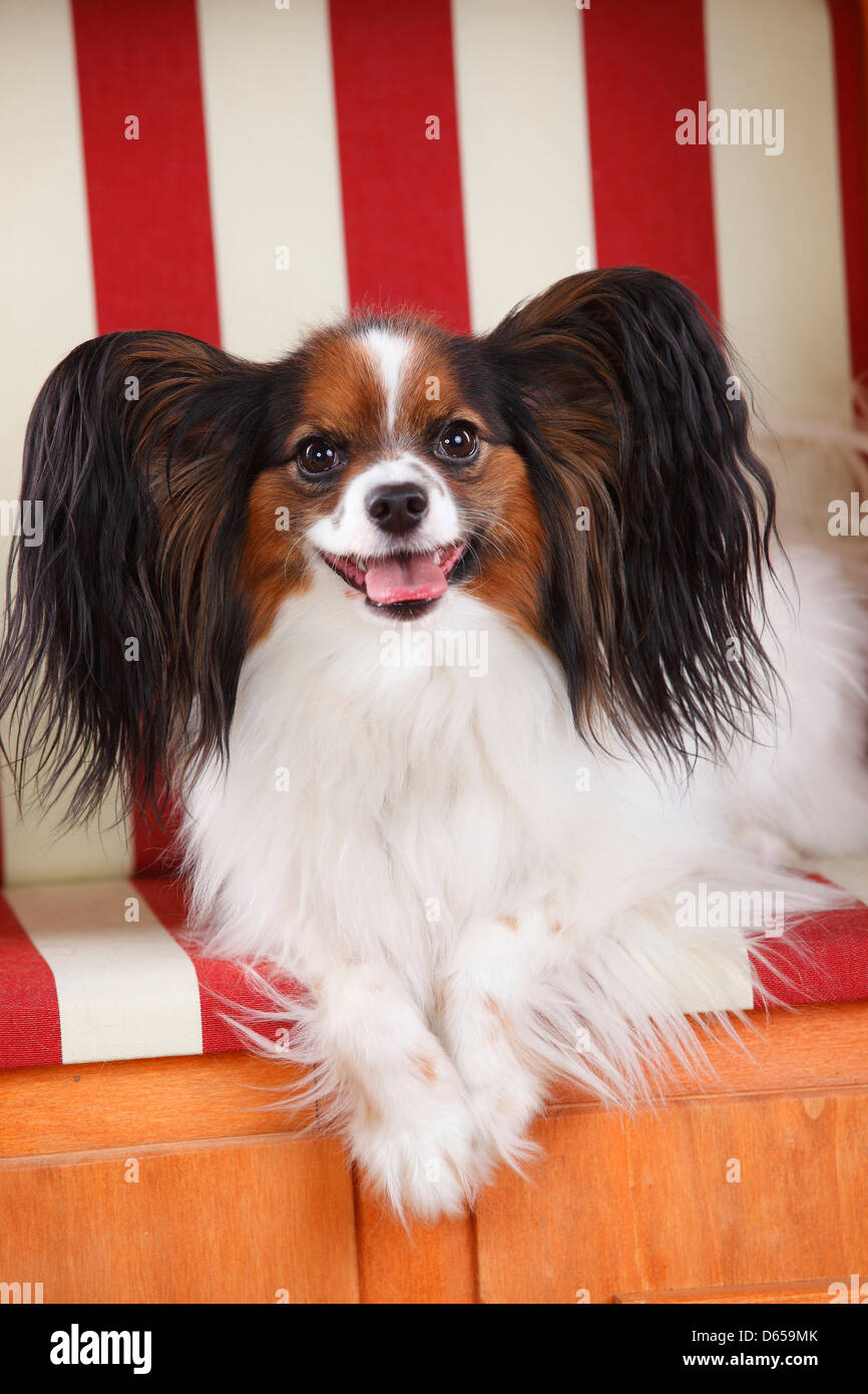 Papillon / Continental Toy Spaniel, Butterfly Dog Foto Stock