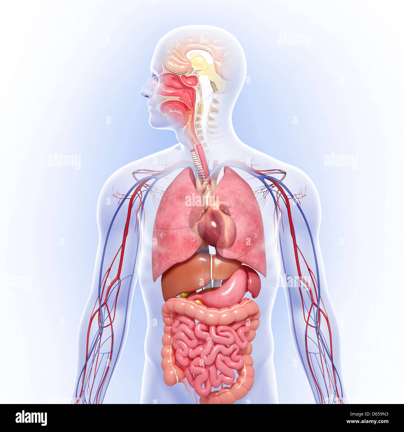 Anatomia Umana, artwork Foto Stock