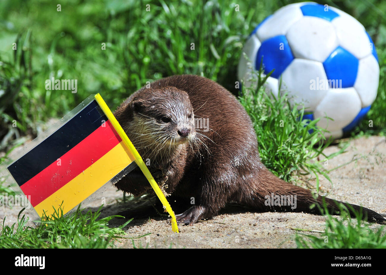 Proprio come per i due Euro 2012 Fiammiferi prima, otter Ferret predice una vittoria del team tedesco nella partita contro la Danimarca che avrà luogo il 17 giugno, durante un animale sessione oracle a Aue Zoo a Aue, Germania, 15 giugno 2012. La lontra ha la scelta tra due ciotole con pesci, uova e i dadi e le bandiere della Germania o la Danimarca. Lontre Ferret e Moermel agiscono come un animale Foto Stock