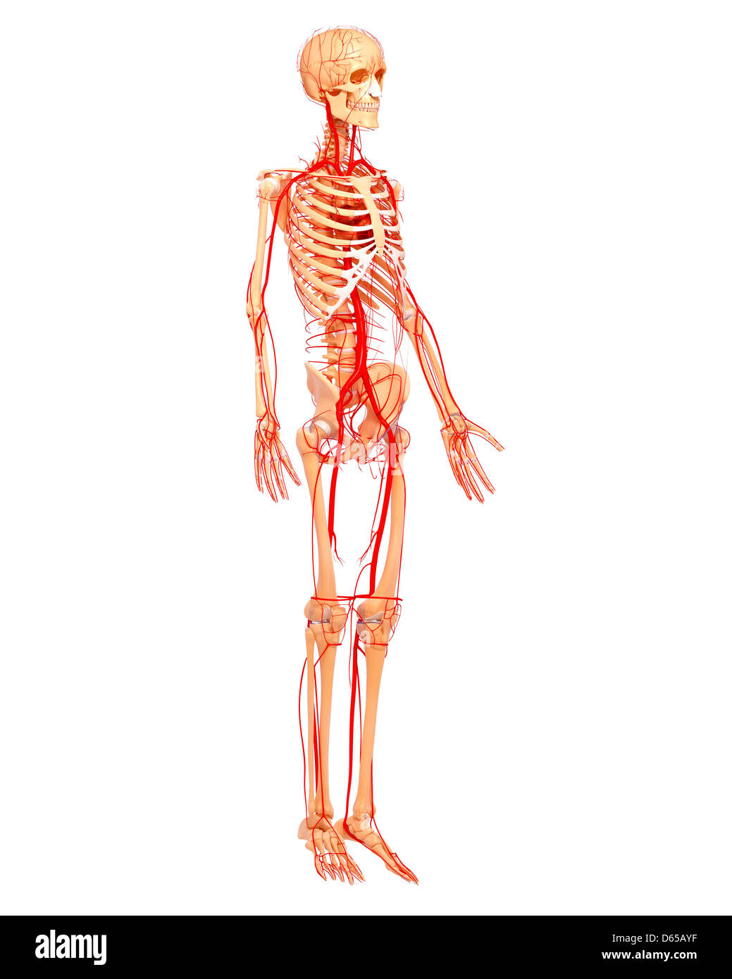 Arterie umane, artwork Foto Stock