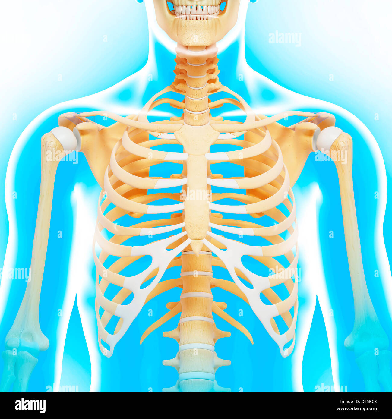 Il corpo superiore le ossa, artwork Foto Stock