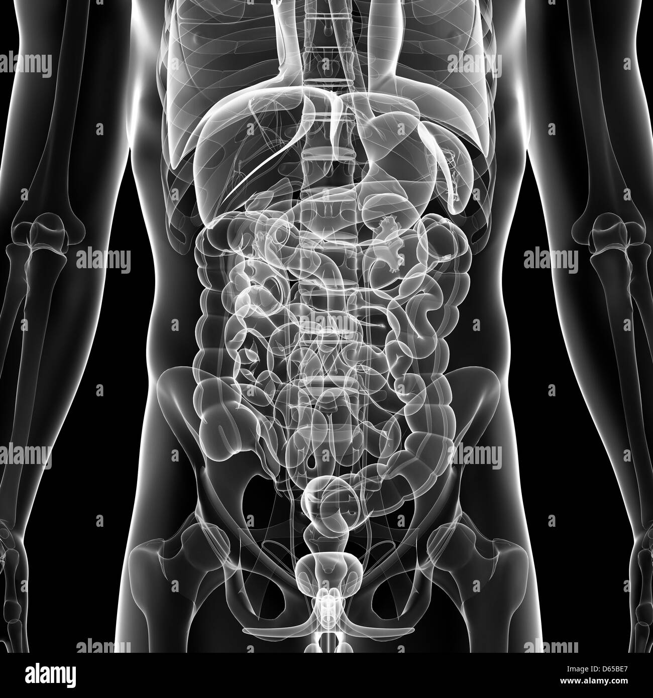 Anatomia Umana, artwork Foto Stock