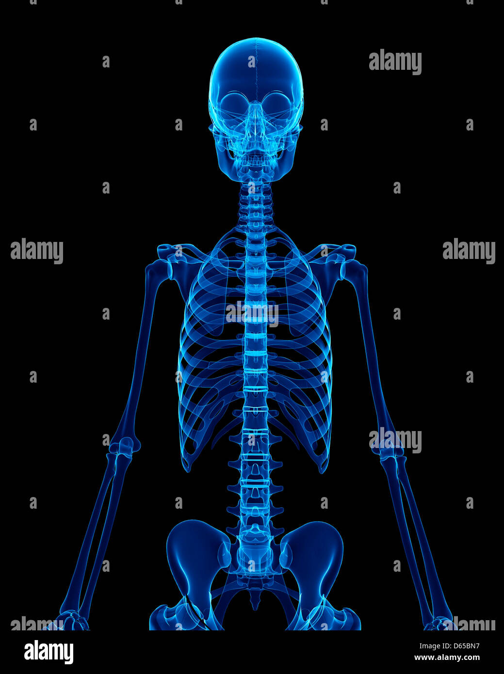 Scheletro umano, artwork Foto Stock