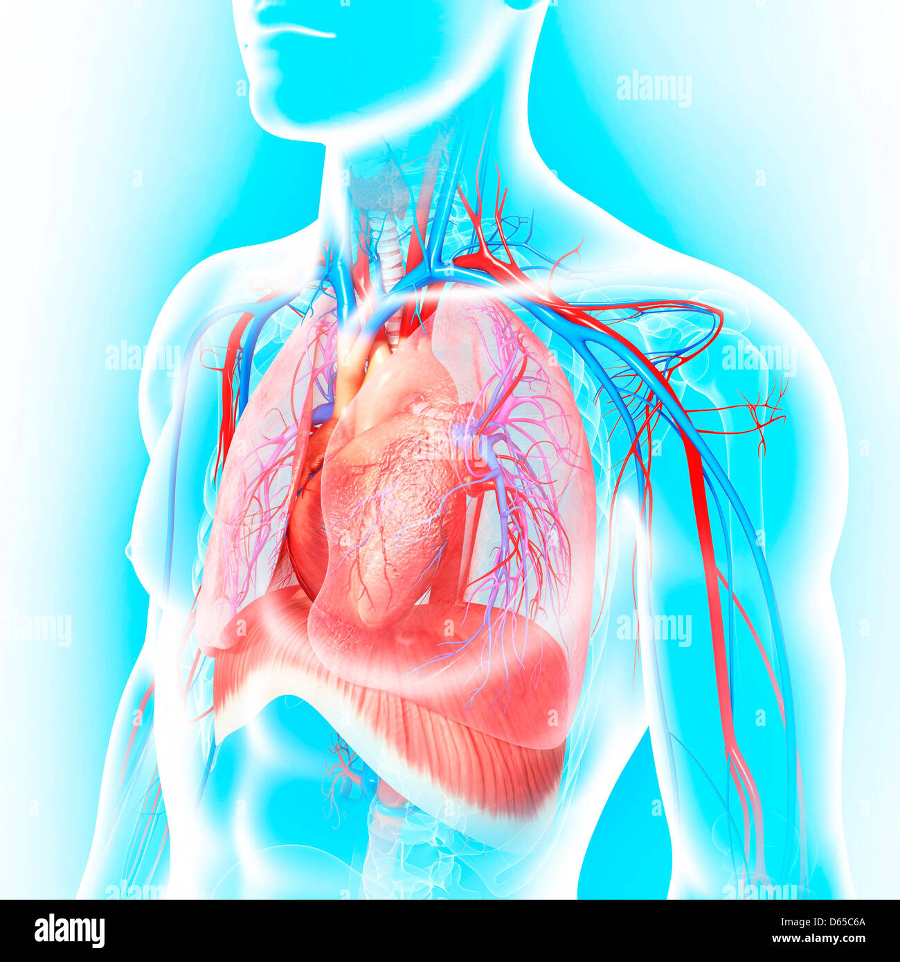 Anatomia del torace, artwork Foto Stock