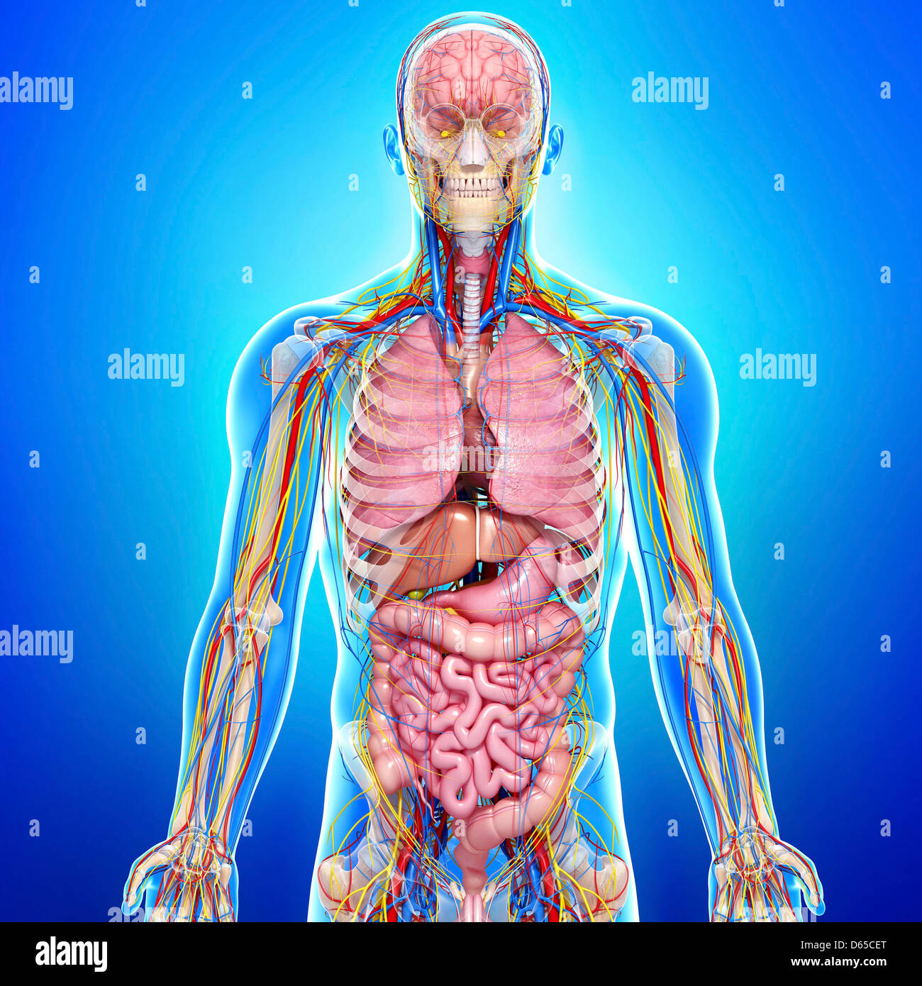 Anatomia Umana, artwork Foto Stock