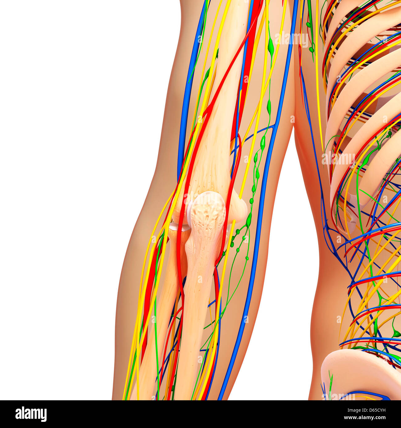 Anatomia del gomito, artwork Foto Stock