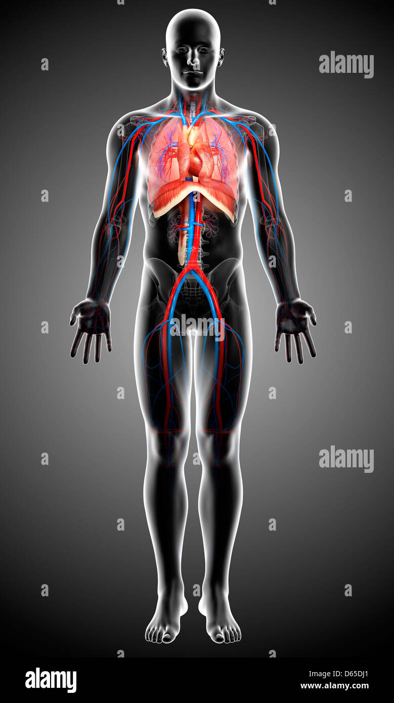Maschio sistema respiratorio, artwork Foto Stock
