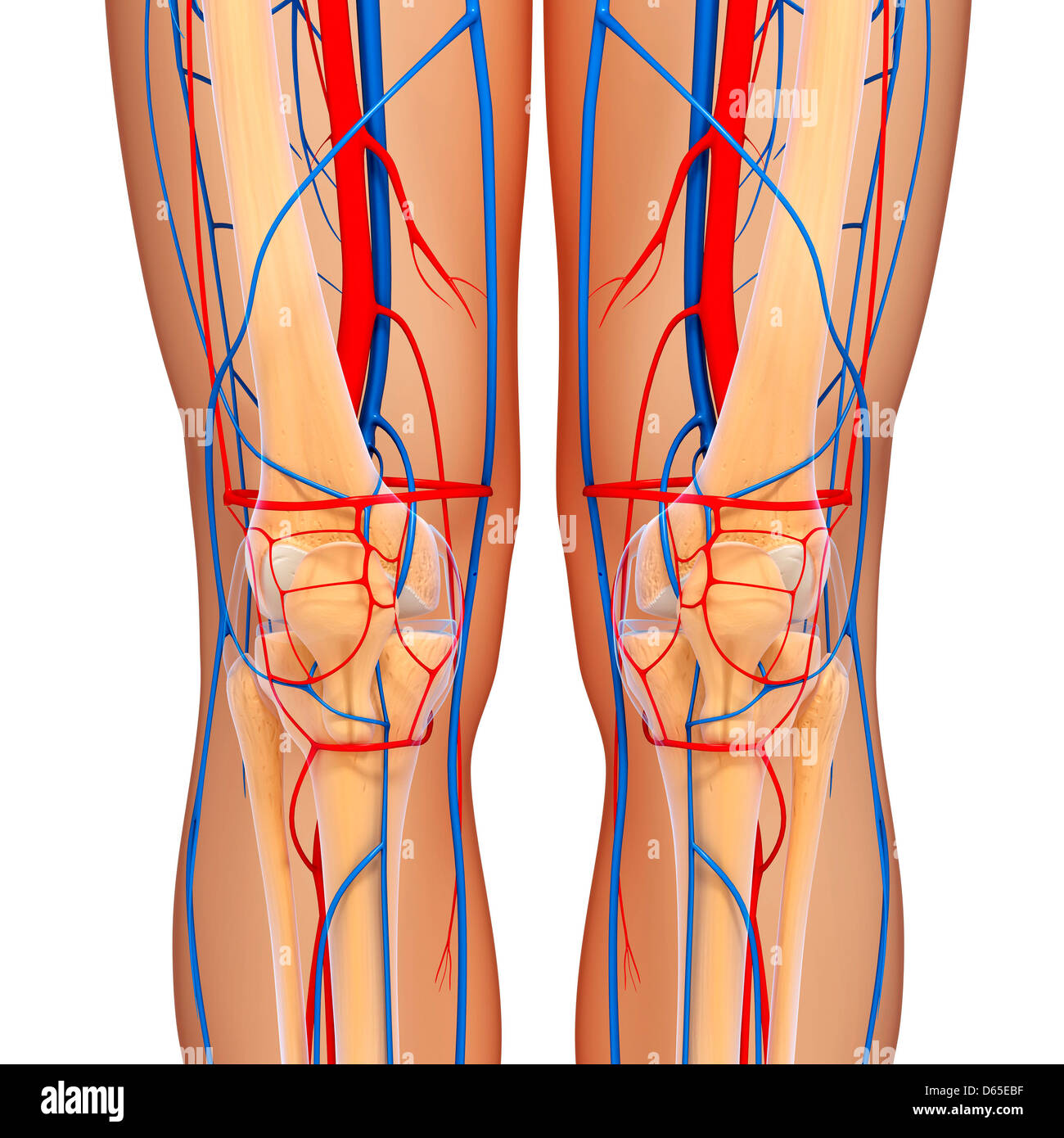 Anatomia del ginocchio, artwork Foto Stock
