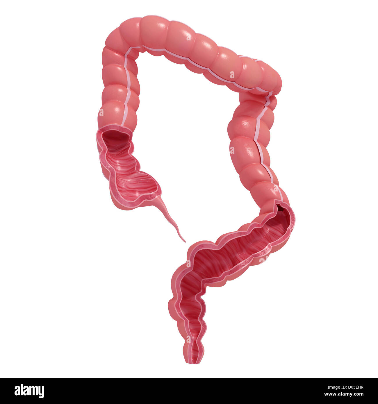 Una sana grandi intestini, artwork Foto Stock