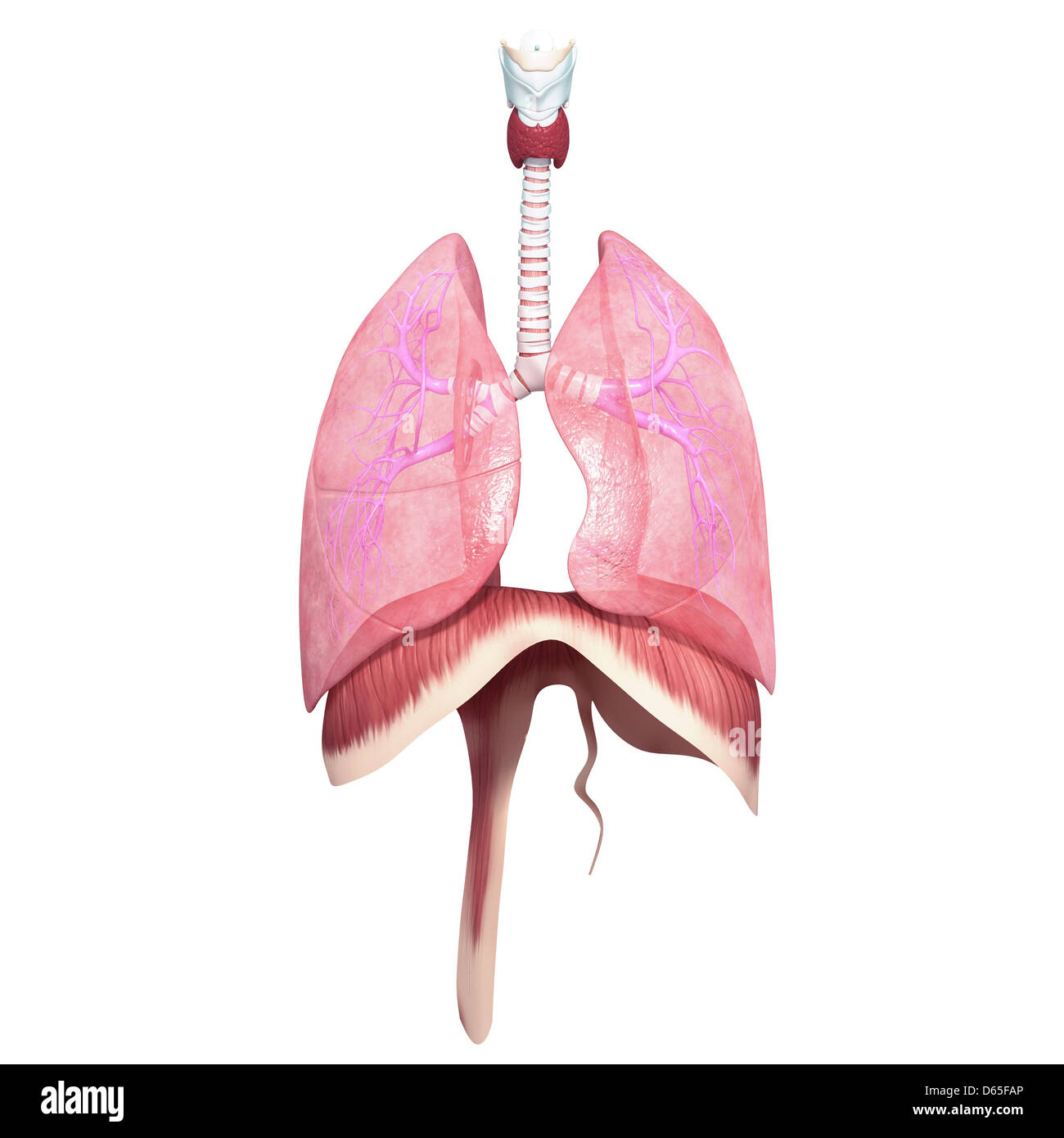 Un sano sistema respiratorio, artwork Foto Stock