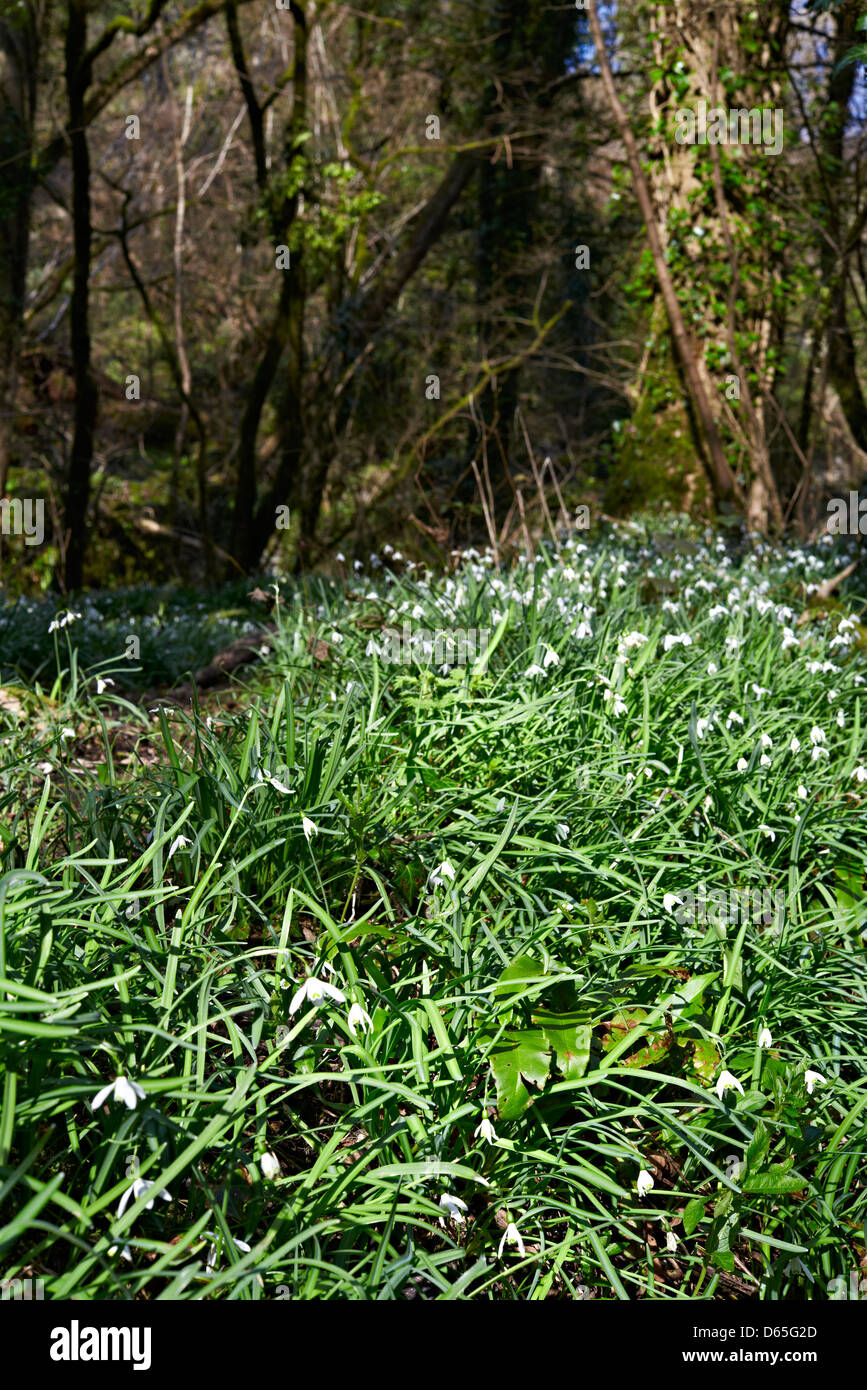 Snowdrops in una scena di bosco su una soleggiata giornata di primavera Foto Stock