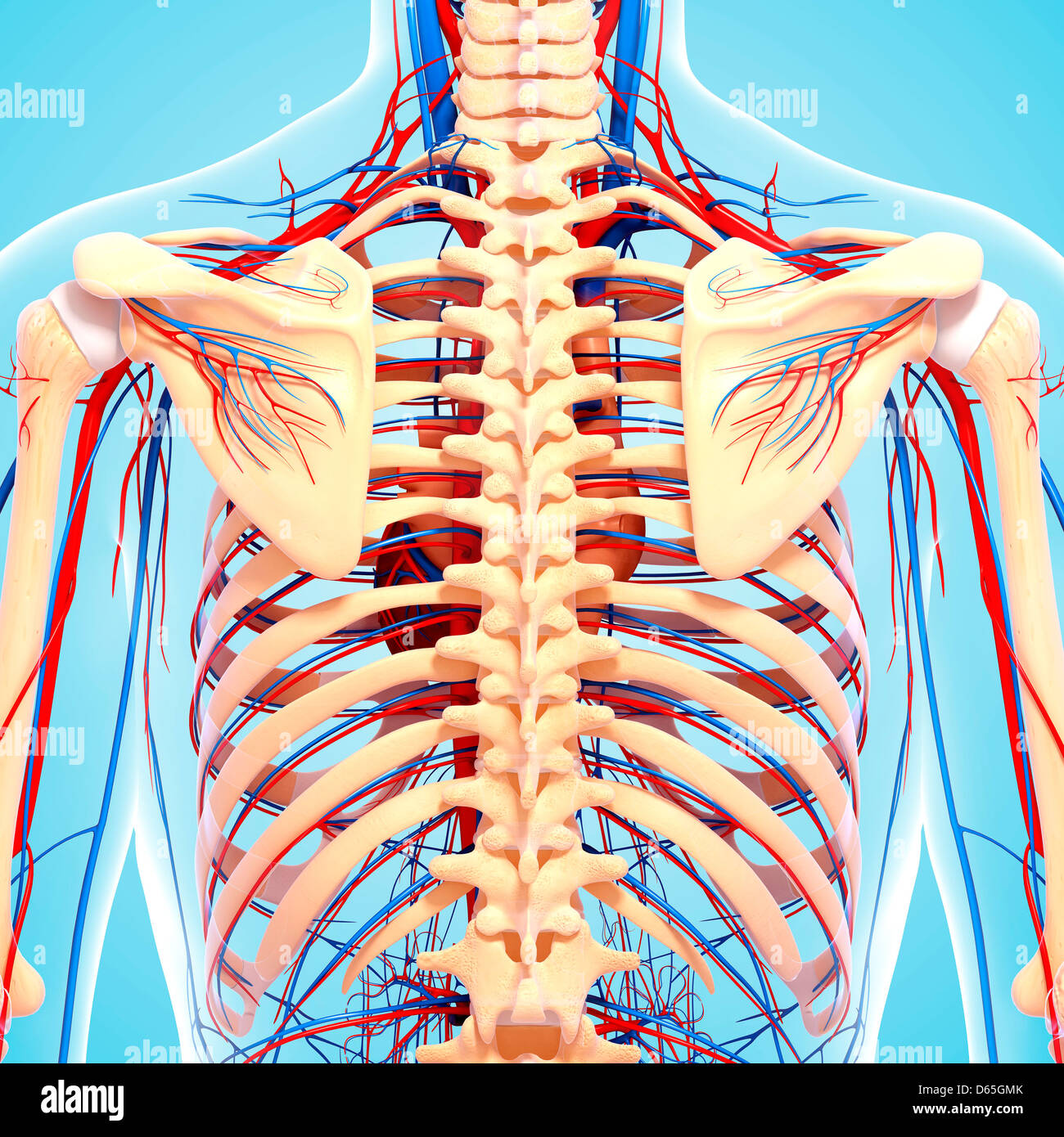 Torna anatomia, artwork Foto Stock