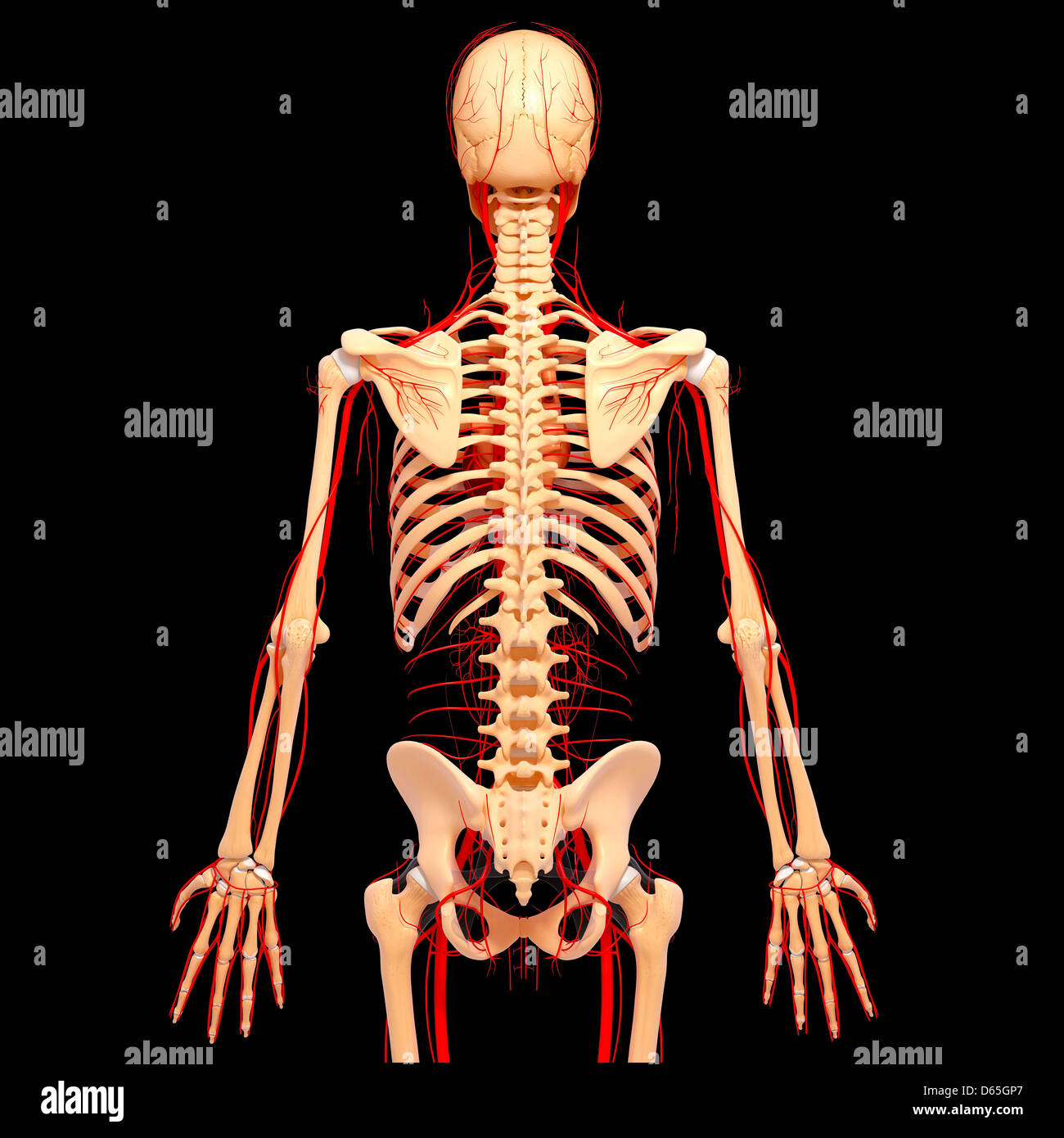Arterie umane, artwork Foto Stock