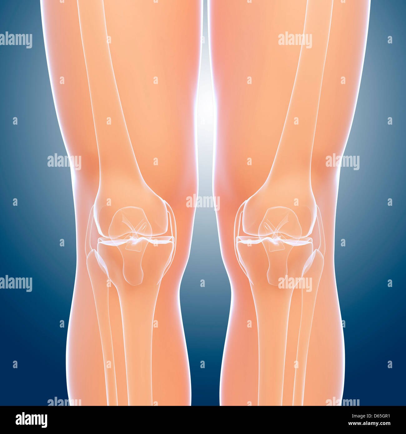 Anatomia del ginocchio, artwork Foto Stock