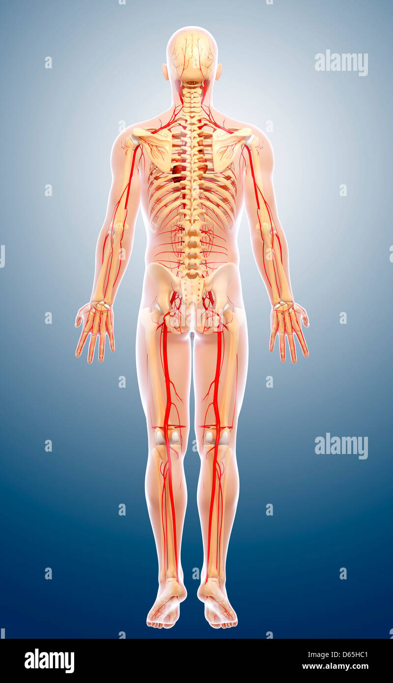 Arterie umane, artwork Foto Stock