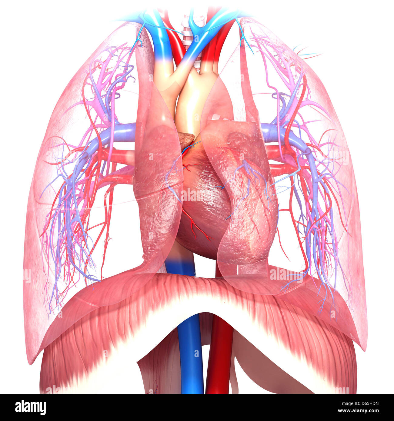 Anatomia del torace, artwork Foto Stock