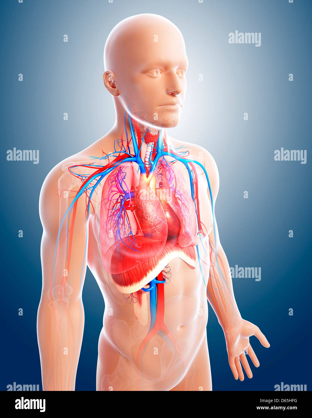 Anatomia del torace, artwork Foto Stock