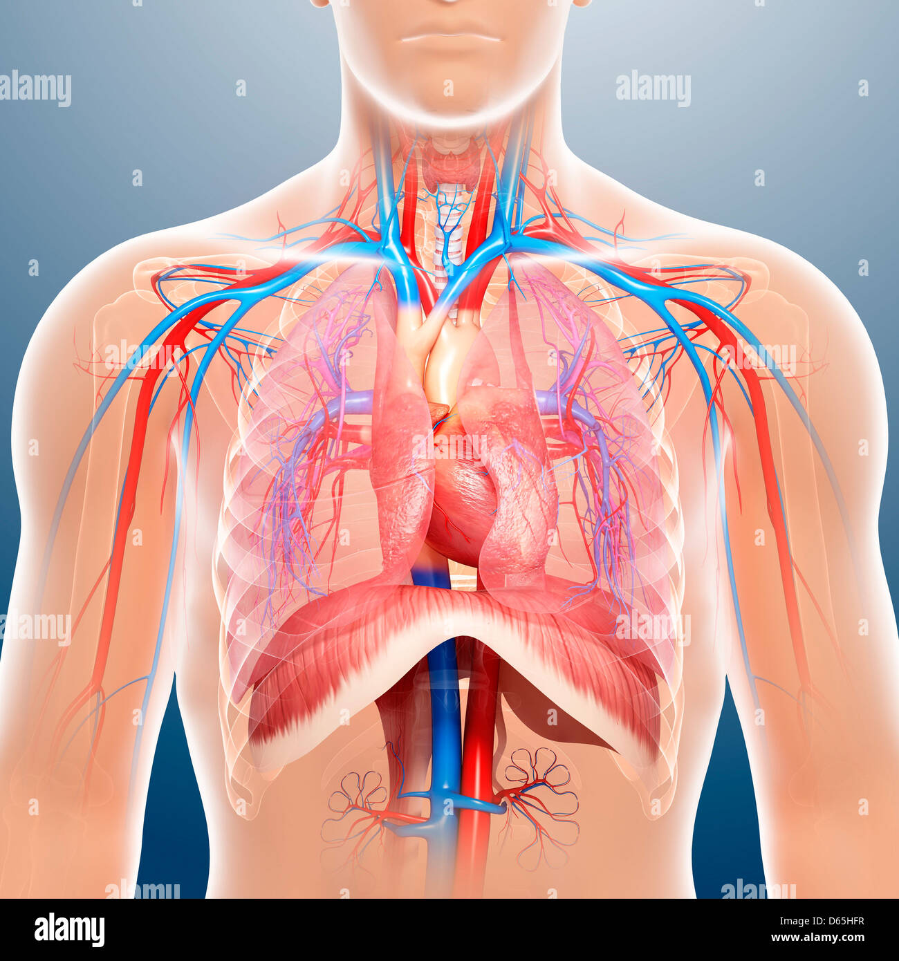 Anatomia del torace, artwork Foto Stock