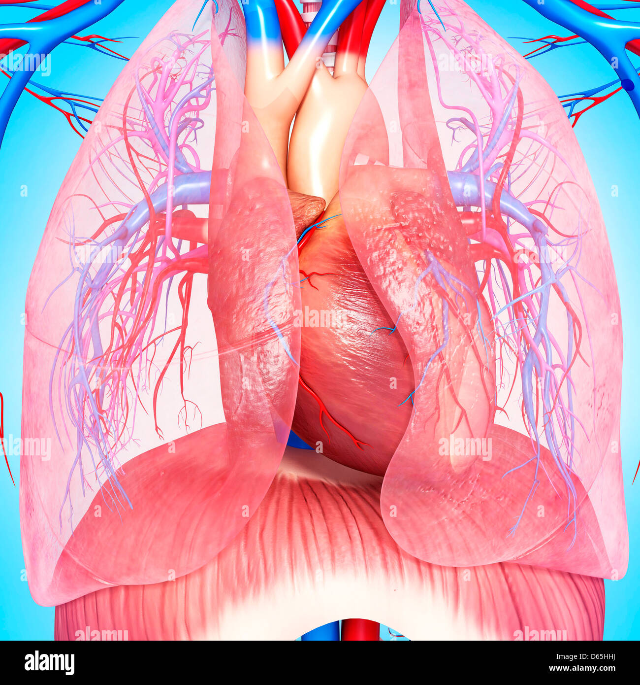 Anatomia del torace, artwork Foto Stock