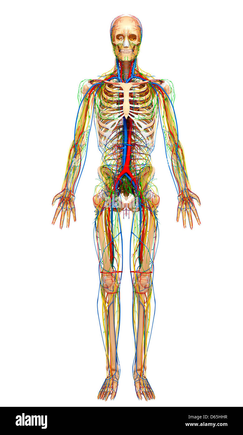 Anatomia Umana, artwork Foto Stock