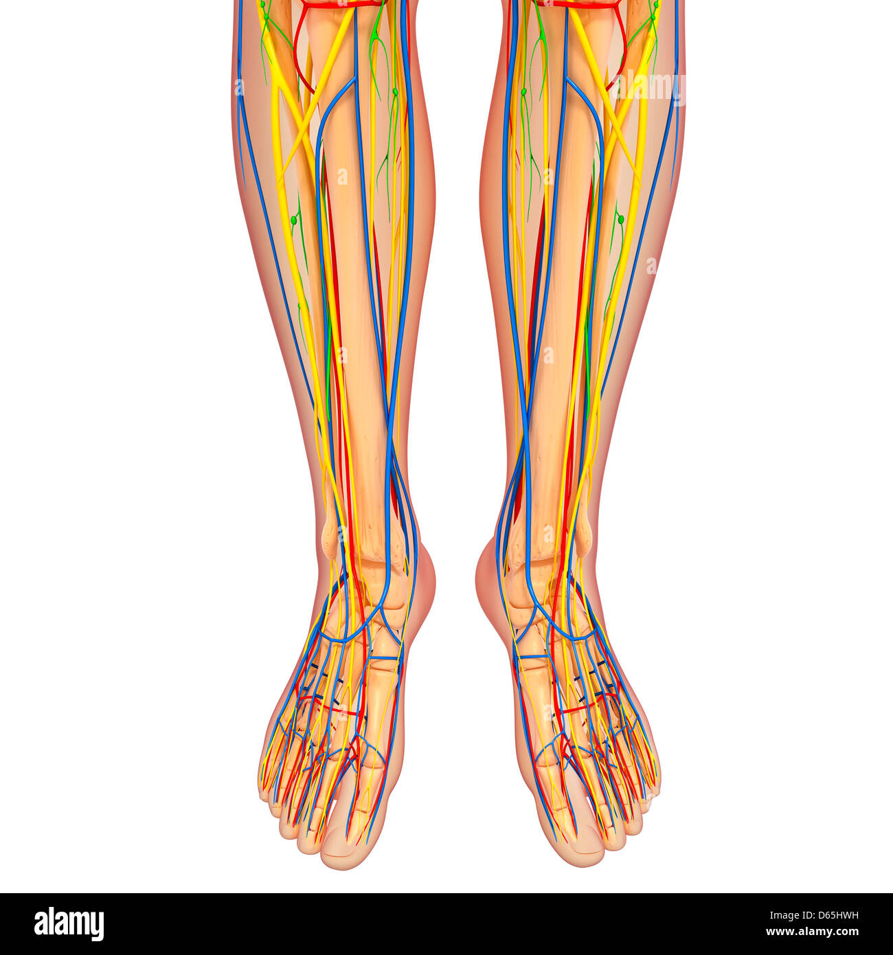 La parte inferiore del corpo anatomia, artwork Foto Stock