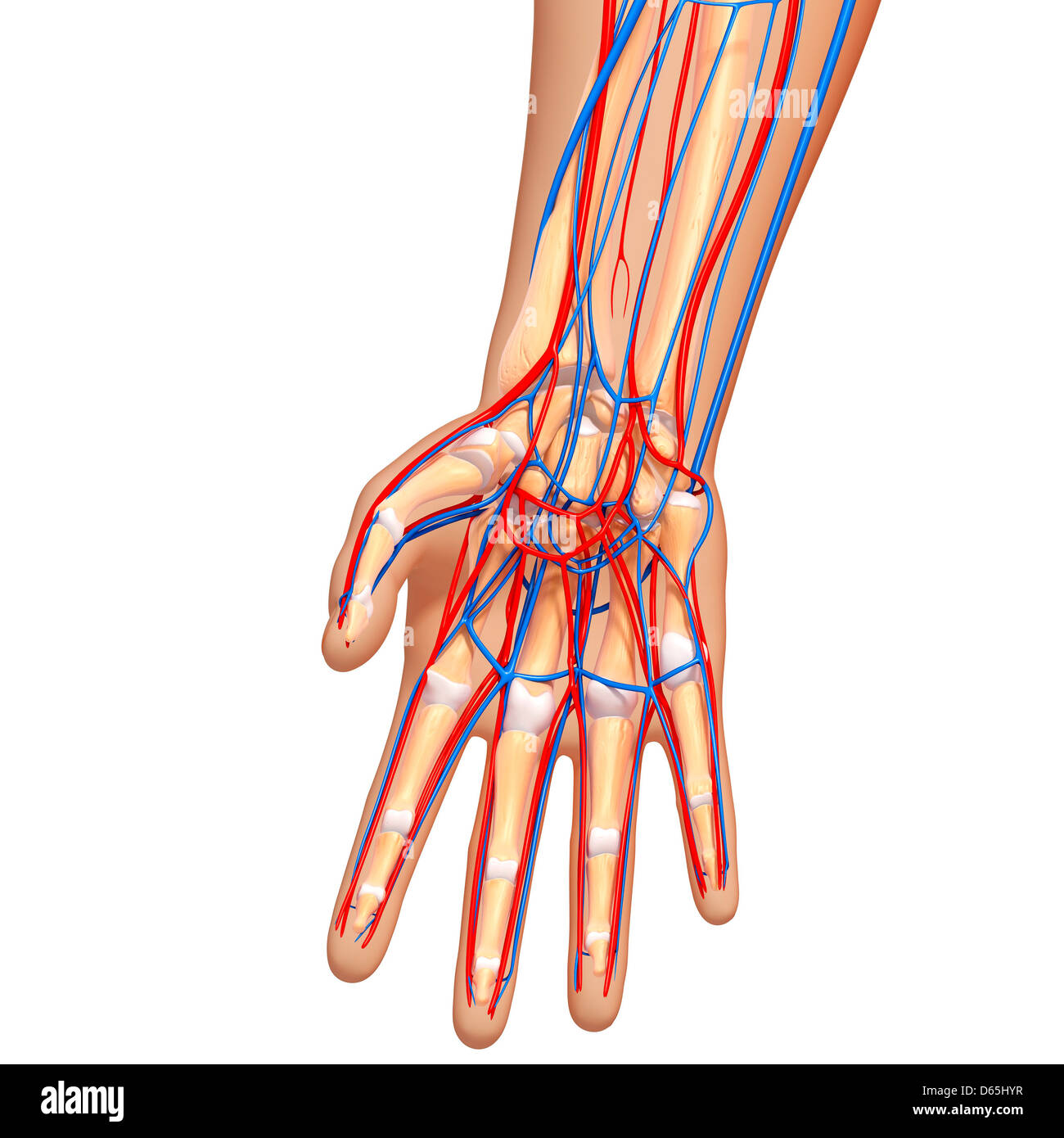 Mano anatomia, artwork Foto Stock