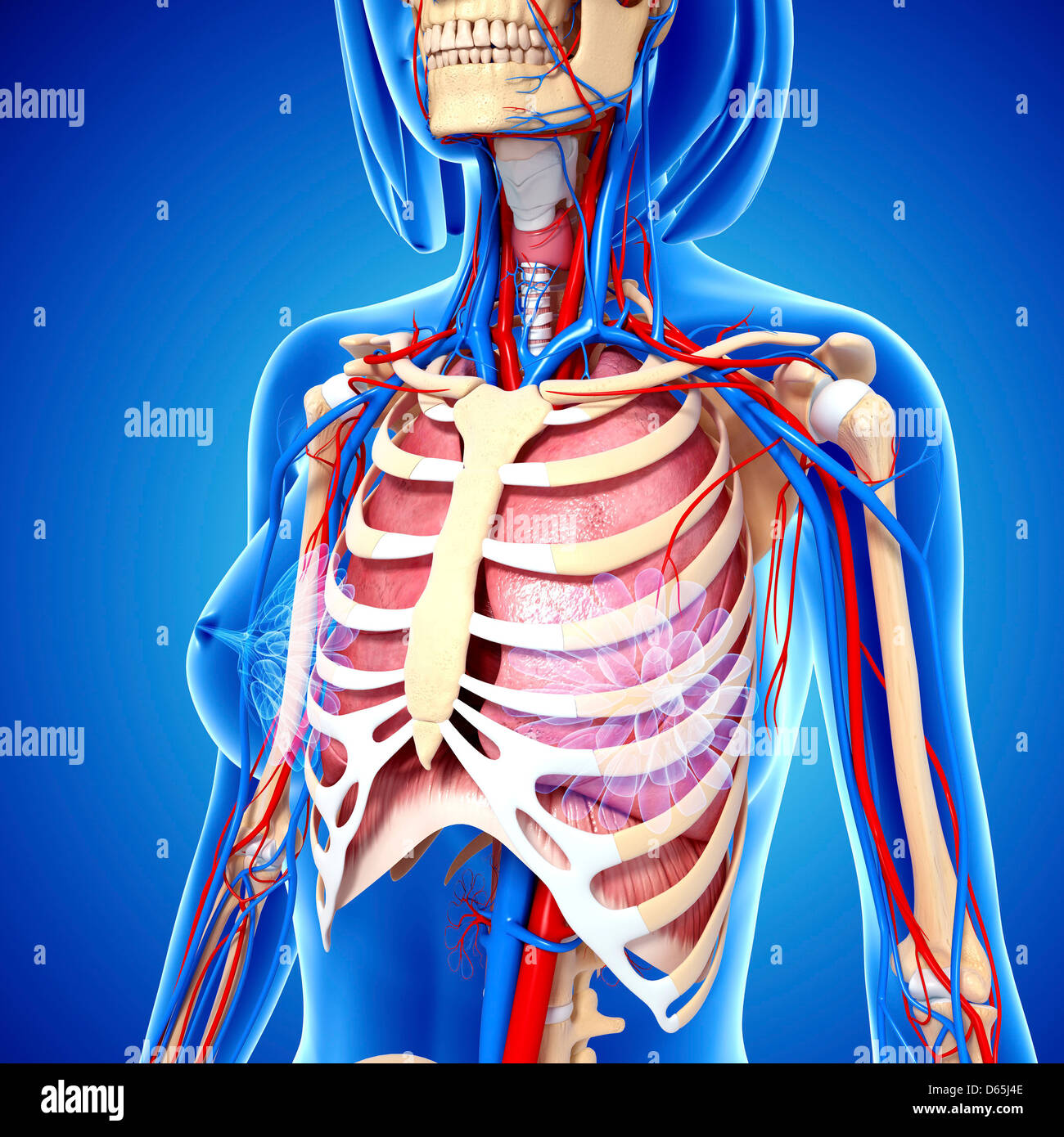 Anatomia femminile, artwork Foto Stock