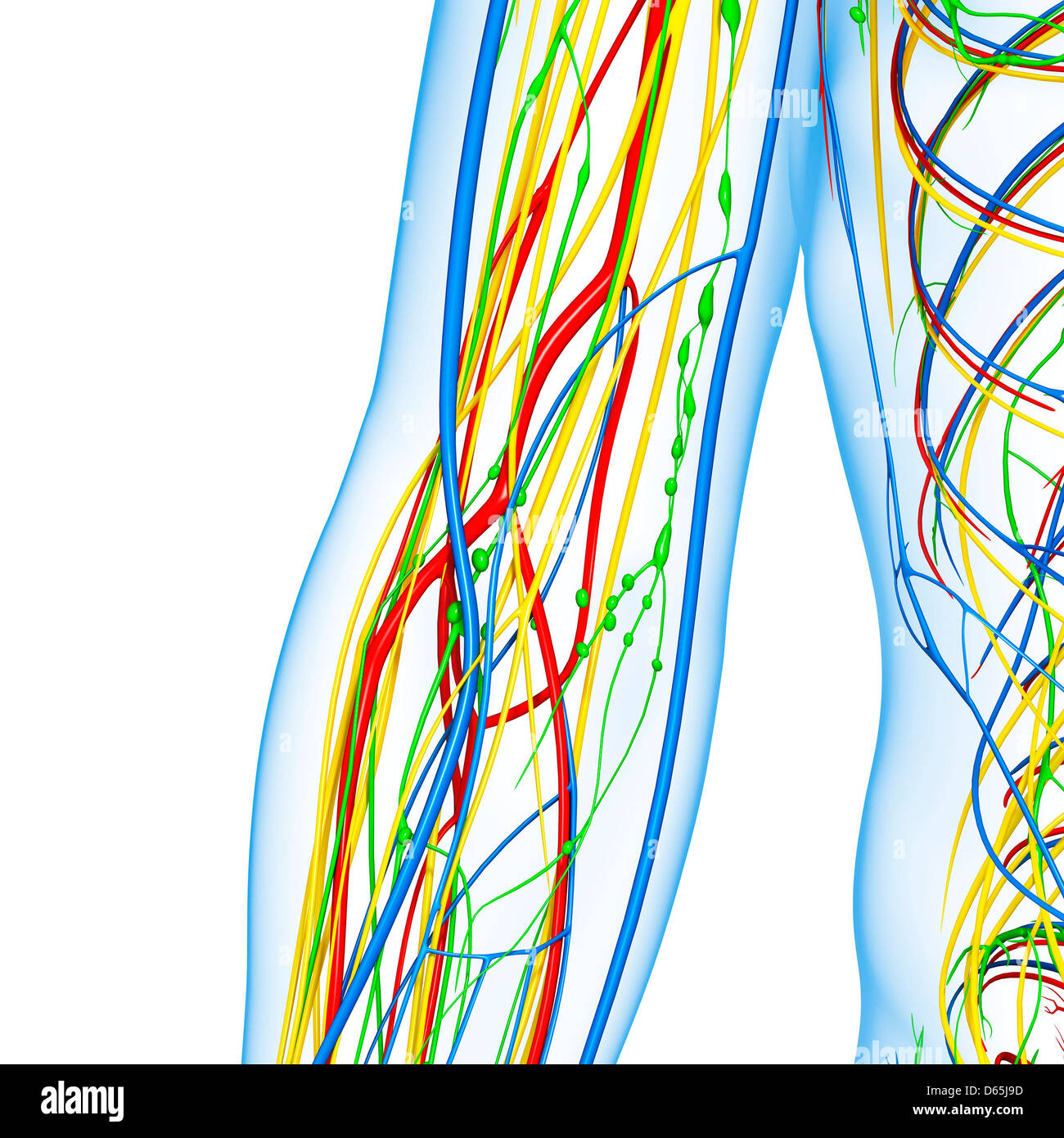 Anatomia del gomito, artwork Foto Stock